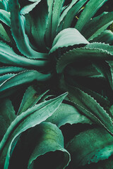 abstract agave close up