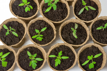 Young tomato seedling sprouts in the peat pots isolated on white background. Gardening concept