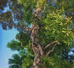 Fototapeta premium splintered tree