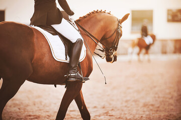 A bay horse with a rider in the saddle, holding a whip in his hand, participates in dressage...