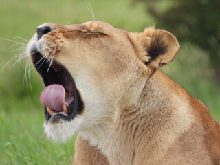 lion