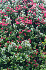 Pohutukawa Metrosideros excelsa in bloom. Oban. Stewart Island. New Zealand.
