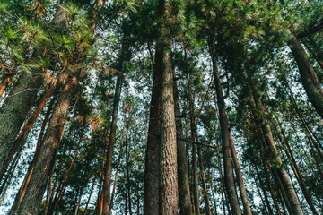 Forest trees in the morning, low angle view, up view. Beautiful fresh nature, Indonesia landscape from Taman Hutan Raya Juanda Bandung, West Java.
