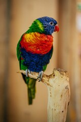 Lorikeet 