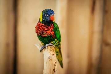 Lorikeet 