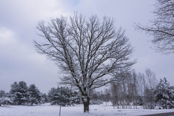 Przydrożny dąb z gałęziami pokrytymi warstwą  śniegu. - obrazy, fototapety, plakaty