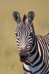 Zebra portrait in the migration season in the Masai Mara National Park in Kenya