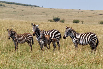 Fototapeta na wymiar Zebra on there way to the river before crossing the Mara River in the migration season in the Masai Mara National Park in Kenya
