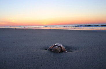 Jellyfish on Beach at Sunrise 8664