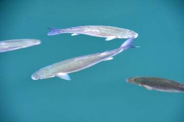 PECES