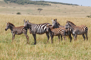 Fototapeta na wymiar Zebra on there way to the river before crossing the Mara River in the migration season in the Masai Mara National Park in Kenya
