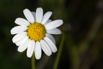 Obraz premium MARGARITA