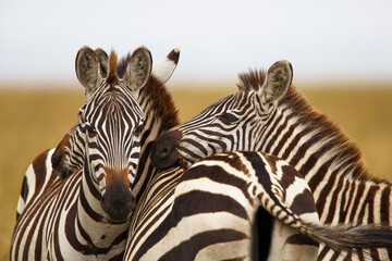 Zebra portrait in the migration season in the Masai Mara National Park in Kenya