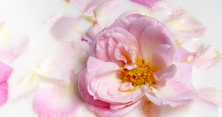 Fototapeta na wymiar pink open rose and petals in milk Close-up. Natural flower background. Selective focus and blur