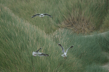 Red-billed gulls Chroicocephalus novaehollandiae scopulinus. Mason Bay. Stewart Island. Rakiura National Park. New Zealand.