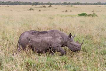 Black Rhino walking in the Masai Mara National Park in Kenya