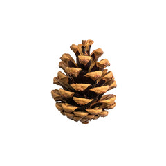 opened pinecone close up isolated on white