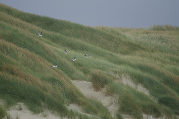 Obraz premium Red-billed gulls Chroicocephalus novaehollandiae scopulinus. Mason Bay. Stewart Island. Rakiura National Park. New Zealand.