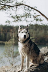 husky dog