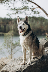 husky on the beach