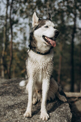 siberian husky dog