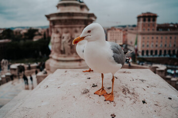 seagulls perched on stairs of rome