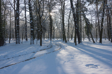 Park Dworski w Iłowej w zimowy, słoneczny dzień.