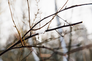 Spring concept. Snow melts, icicle on a tree branch, close-up.