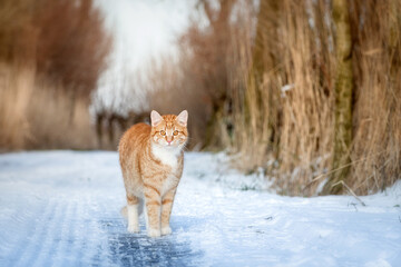 Hübsche rote Katze in schneebedeckter Landschaft steht auf einem Weg  - 410126846