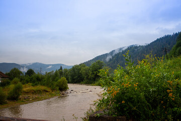 A fast mountainous shallow river rushes over the stones among the mountains, forests and green...