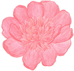 Watercolor Pencils drawing big red peony flower isolated