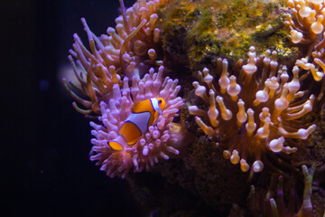 Naklejka na ściany i meble clownfish on reef
