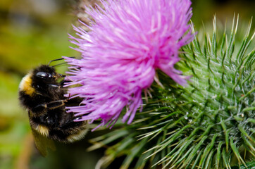 Buff-tailed bumblebee Bombus terrestris on a flower of spiny plumeless thistle Carduus acanthoides. Mason Bay. Stewart Island. New Zealand.