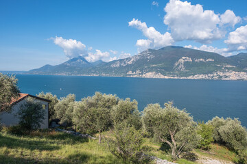 Fototapeta premium Olivenhain bei Campo am Gardasee