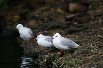 Red-billed gulls Chroicocephalus novaehollandiae scopulinus. Queens park. Invercagill. South Island. New Zealand.