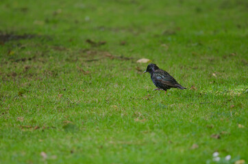 Common starling Sturnus vulgaris. Queens park. Invercagill. South Island. New Zealand.