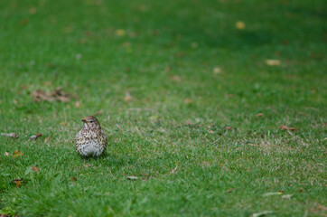Song thrush Turdus philomelos clarkei. Queens park. Invercagill. South Island. New Zealand.