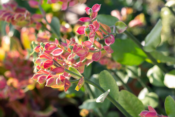 Slipper spurge bloom with sunlight in the garden.