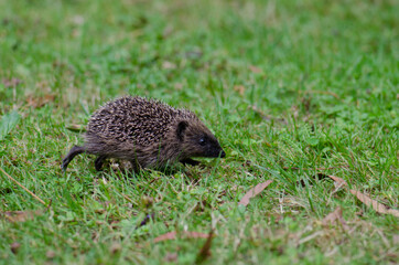 European hedgehog Erinaceus europaeus. Queens park. Invercagill. South Island. New Zealand.