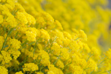 Defocused image of yellow flowers. Natural background.