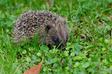 European hedgehog Erinaceus europaeus. Queens park. Invercagill. South Island. New Zealand.