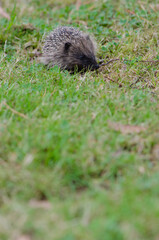 European hedgehog Erinaceus europaeus. Queens park. Invercagill. South Island. New Zealand.