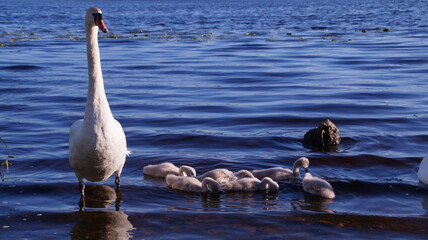 Fototapeta premium swan family