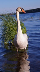 swan on the water