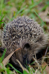European hedgehog Erinaceus europaeus searching for food. Queens park. Invercagill. South Island. New Zealand.