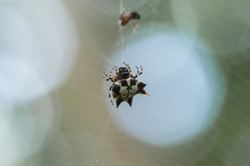 Spider in tropical forest
