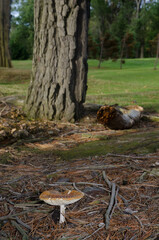 Fly agaric Amanita muscaria. Invercagill. South Island. New Zealand.
