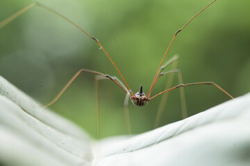Spider in tropical forest