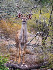 kudu in the wild