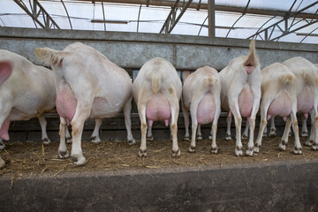 Goats. Dairy farm. Goats farm. Netherlands. Goats at modern stable.